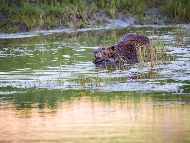 Is it Stealing if You Train a Beaver to Bring You&nbsp;Trees?