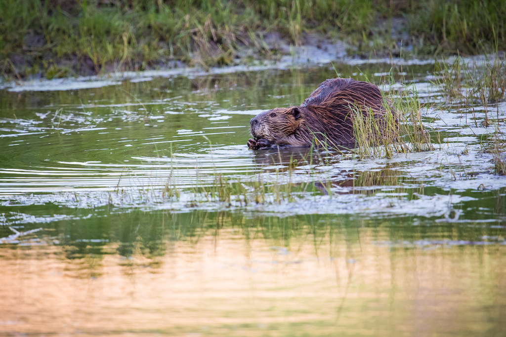 Is it Stealing if You Train a Beaver to Bring You&nbsp;Trees?